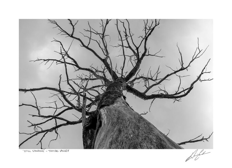 Buy Still Standing tree photography art print by David Eastham in Australia