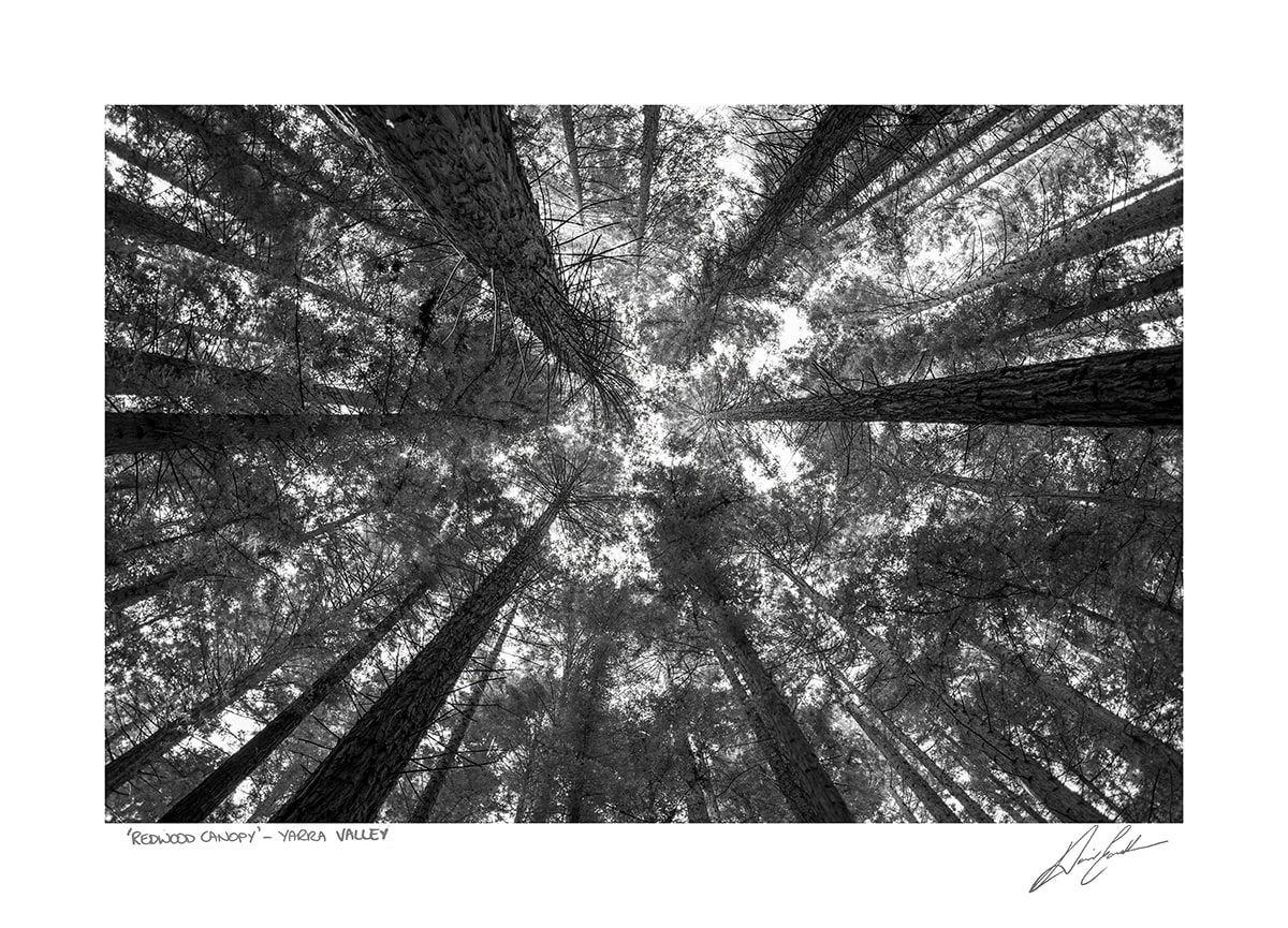 Buy Redwood Canopy Photography Art Print In Australia | David Eastham
