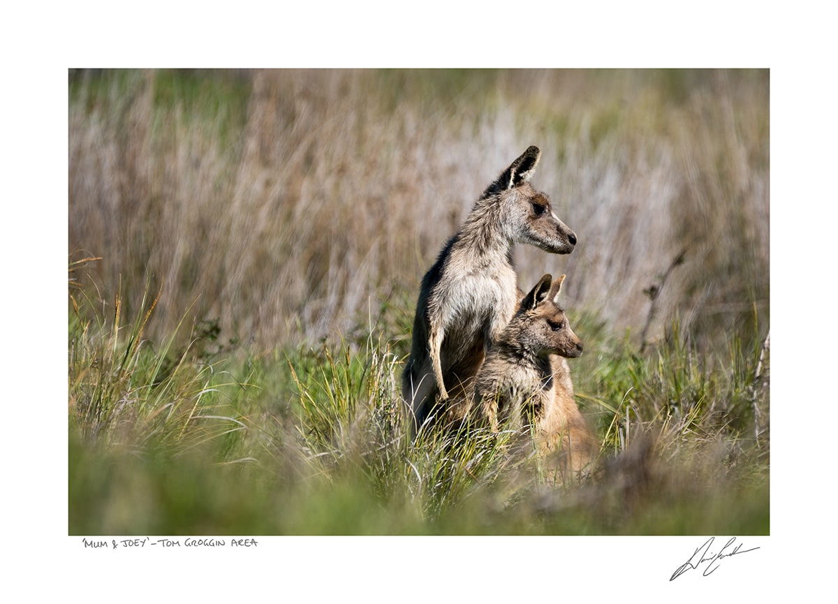 Mum and Joey photograph by David Eastham | Buy Wildlife Photography