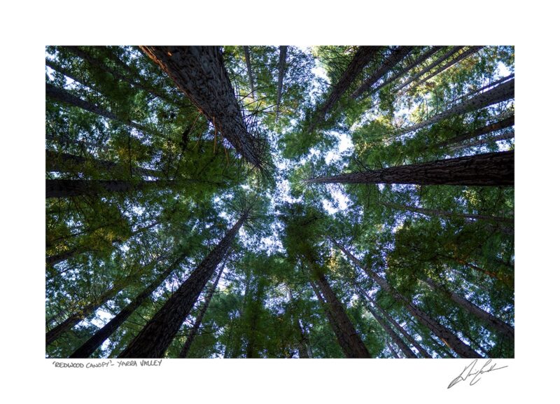 Shop Redwood Canopy Photography By David Eastham In Australia