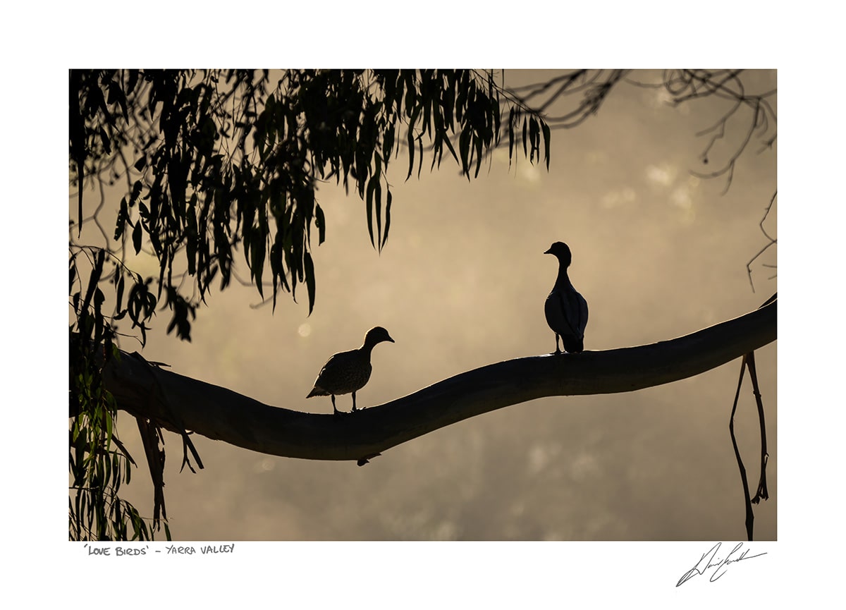 Buy Love Birds Photography Art Print In Australia by David Eastham