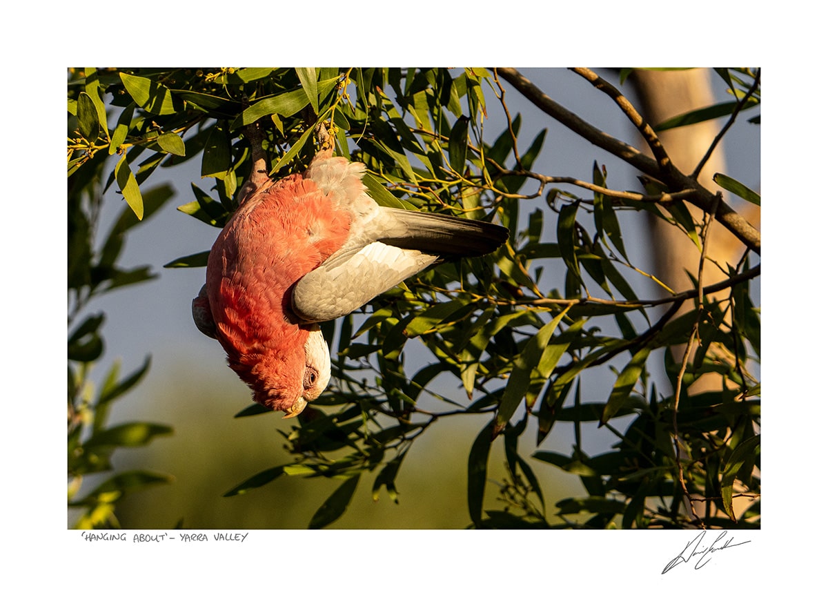 Buy Hanging About Photography Wall Art In Australia at David Eastham