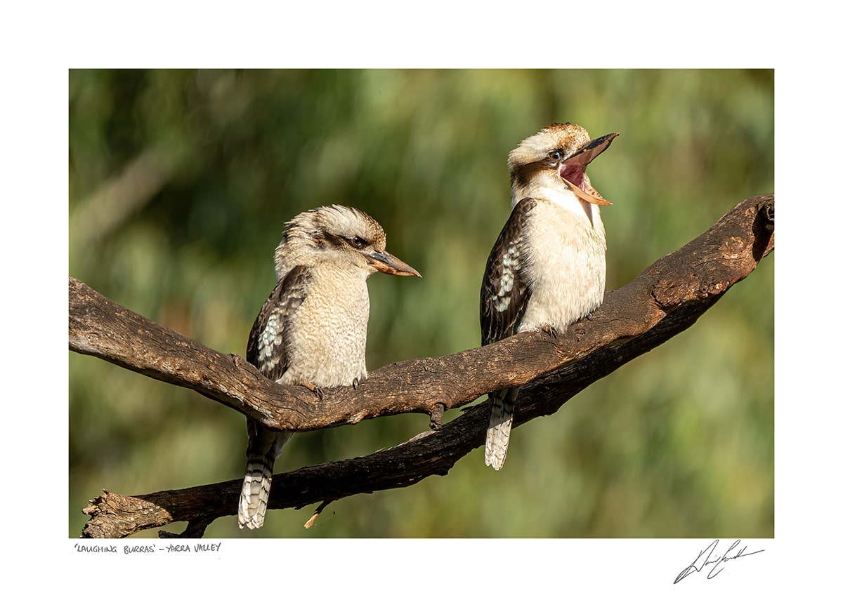 Buy Laughing Burras Photography Online In Australia at David Eastham