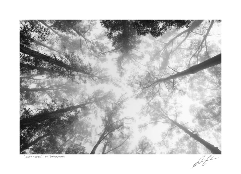 Buy Framed Misty Trees Wall Art Photography In Australia | David Eastham